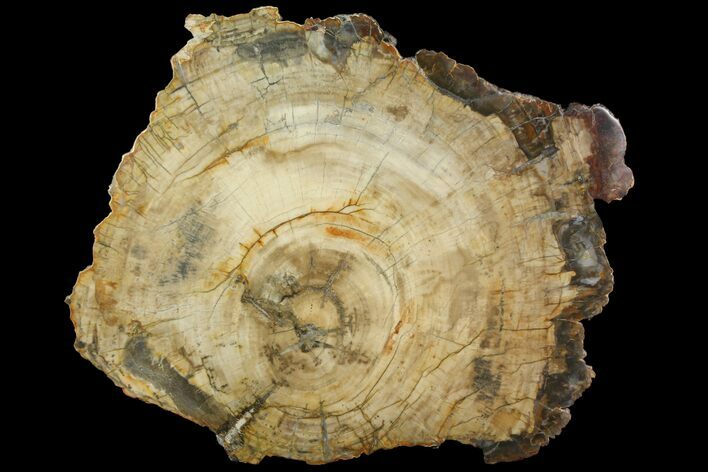 Petrified Wood (Araucaria) Slab - Madagascar #118460